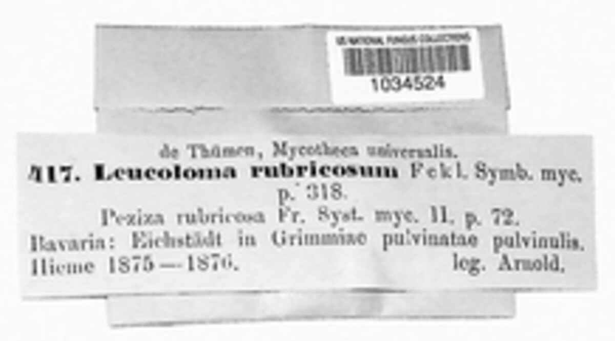 Leucoloma rubricosum image